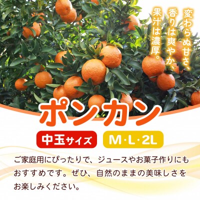  fululy直送 ポンカン 訳あり 約3kg ワケアリ 中玉