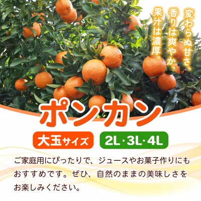 fululy直送 ポンカン 訳あり 約3kg ワケアリ 大玉