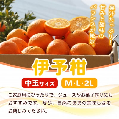  fululy直送 伊予柑 訳あり 約3kg ワケアリ 中玉 果物