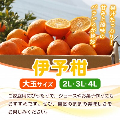 fululy直送 伊予柑 訳あり 約3kg ワケアリ 大玉 果物