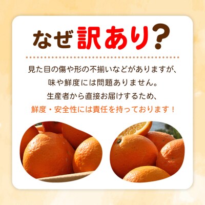 fululy直送 伊予柑 訳あり 約3kg ワケアリ 大玉 果物