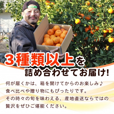 fululy直送 柑橘詰合せセット 約3kg 詰め合わせ 食べ比べ おまかせ 果物 フルーツ