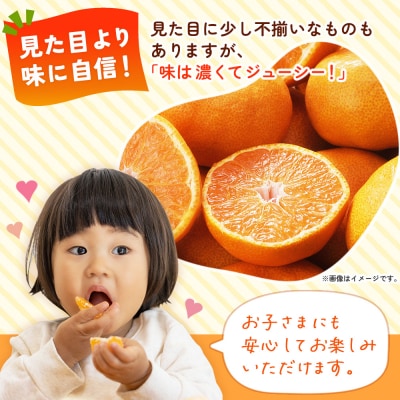 温州みかん(明浜みかん) 家庭用 約2kg 内容量 温州 うんしゅう みかん