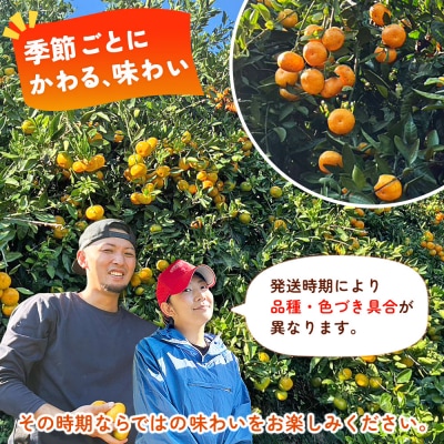 温州みかん(明浜みかん) 家庭用 約2kg 内容量 温州 井上農園 みかん