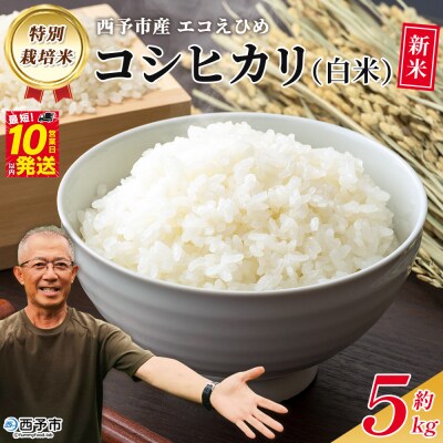 新米<令和7年産 西予市産 特別栽培米 エコえひめ コシヒカリ 白米 約5kg>国産 精米