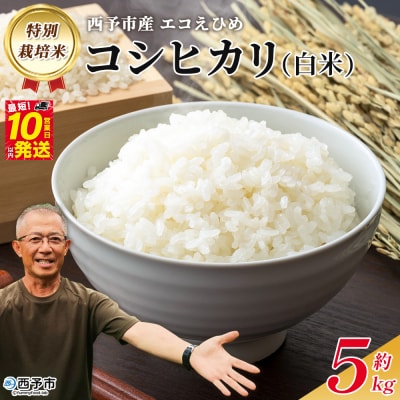 <令和8年産 西予市産 特別栽培米 エコえひめ コシヒカリ 白米 約5kg>国産 精米