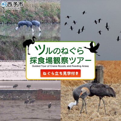 ツルのねぐら・採食場観察ツアー(Guided Tour of CraneRoosts and Fee