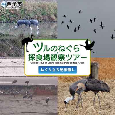 ツルのねぐら・採食場観察ツアー(Guided Tour of CraneRoosts and Fee
