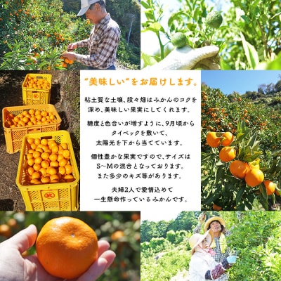 <浅井果樹園 温州みかん 約3kg(南柑20号)>内容量 果物 柑橘 フルーツ