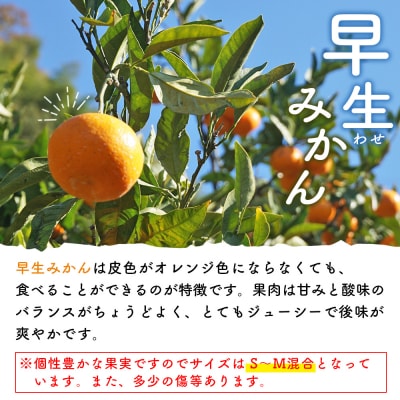  浅井果樹園 温州みかん 約3kg 柑橘 果物 フルーツ			