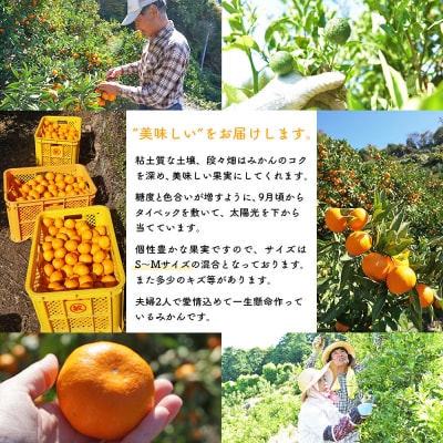  浅井果樹園 温州みかん 約3kg 柑橘 果物 フルーツ			