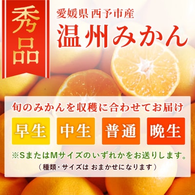 <西予市産 温州みかん 秀品 約5kg 温州 丸二青果 蜜柑 ミカン みかん