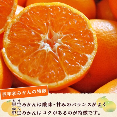 <西予市産 温州みかん 秀品 約10kg 温州 丸二青果 蜜柑 ミカン みかん