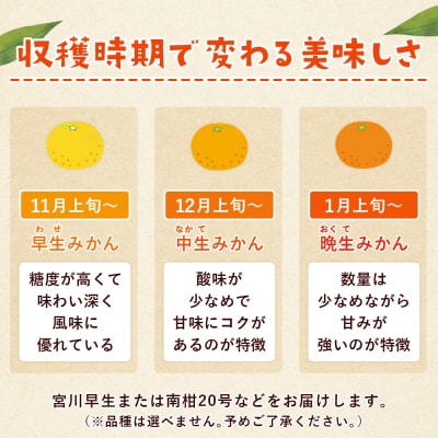 <西予市産 温州みかん 秀品 約10kg 温州 丸二青果 蜜柑 ミカン みかん