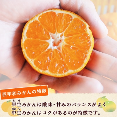 <西予市産 温州みかん 訳あり 約3kg>  温州 丸二青果 蜜柑 ミカン