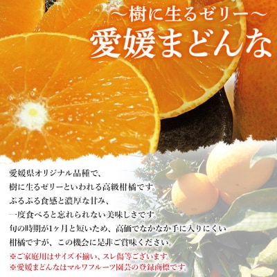 紅まどんなと同品種!<愛媛県西予市産 愛媛まどんな 家庭用 お試しパック 約1.5kg宇都宮物産