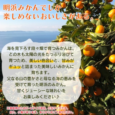 <愛媛県明浜産 天晴みかん(温州みかん)約3kg 小玉サイズ>家庭用 訳あり笑丸
