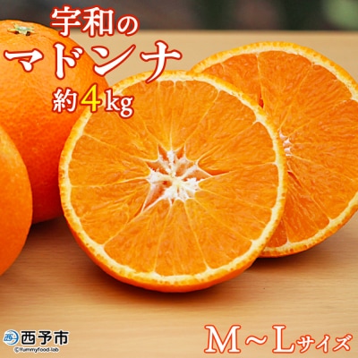 紅まどんなと同品種!<愛媛県西予市産 宇和のマドンナ 約4kg(M寸～L寸)> 贈答用  南予園芸 