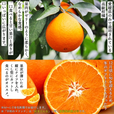 紅まどんなと同品種!<愛媛県西予市産 宇和のマドンナ 約4kg(M寸～L寸)> 贈答用  南予園芸 