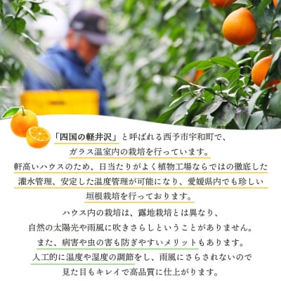 紅まどんなと同品種!<愛媛県西予市産 宇和のマドンナ 約4kg(M寸～L寸)> 贈答用  南予園芸 