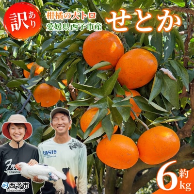 <訳あり せとか 約6kg> セトカ 訳あり 家庭用 自宅用 柑橘の大トロ とりこ農園