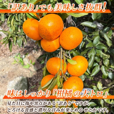 <訳あり せとか 約6kg> セトカ 訳あり 家庭用 自宅用 柑橘の大トロ とりこ農園