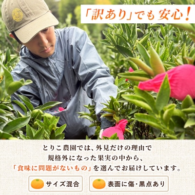 <家庭用 せとか > セトカ 訳あり 家庭用 自宅用 柑橘の大トロ とりこ農園