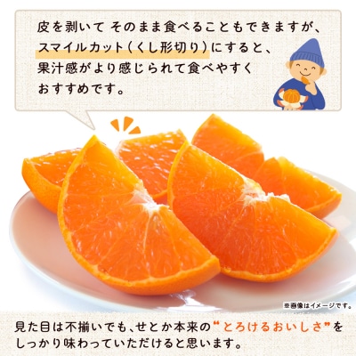 <家庭用 せとか > セトカ 訳あり 家庭用 自宅用 柑橘の大トロ とりこ農園