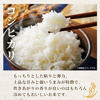 <令和7年産 西予市産 コシヒカリ10kg> 宇都宮米穀 愛媛県産 