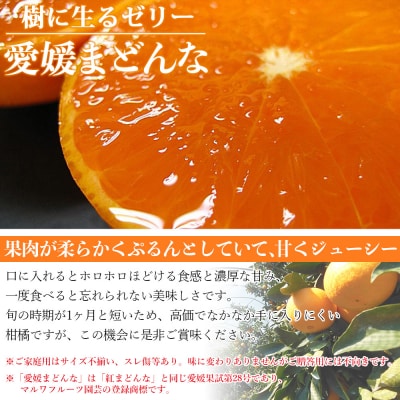 紅まどんなと同品種!<愛媛県西予市産 越冬熟成 愛媛まどんな ご家庭用 約2キロ>宇都宮物産