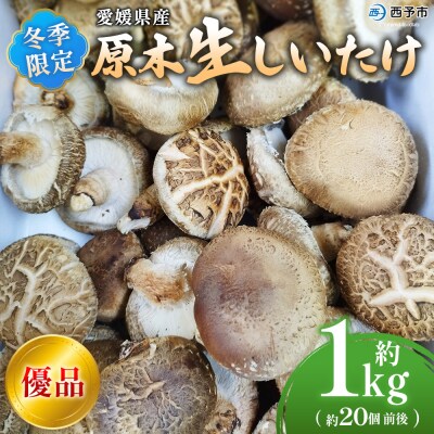 <冬季限定 原木生しいたけ 優品 約1kg> 20個前後 原木生椎茸 横林自治振興協議会