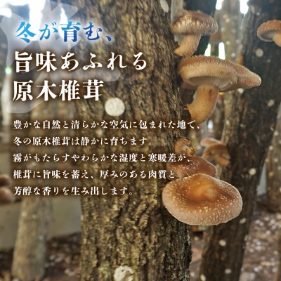 <冬季限定 原木生しいたけ 優品 約1kg> 20個前後 原木生椎茸 横林自治振興協議会
