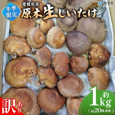 <冬季限定 原木生しいたけ 訳あり 約1kg> 20個前後 原木生椎茸 横林自治振興協議会