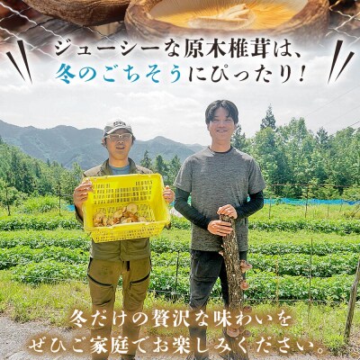 <冬季限定 原木生しいたけ 訳あり 約1kg> 20個前後 原木生椎茸 横林自治振興協議会
