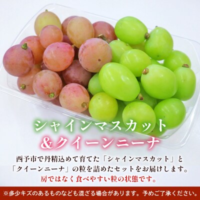 <西予の美味しいぶどう2色のつぶつぶぶどう>おいしい西予ぶどう倶楽部