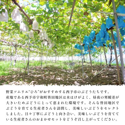 <西予の美味しいぶどう2色のつぶつぶぶどう>おいしい西予ぶどう倶楽部