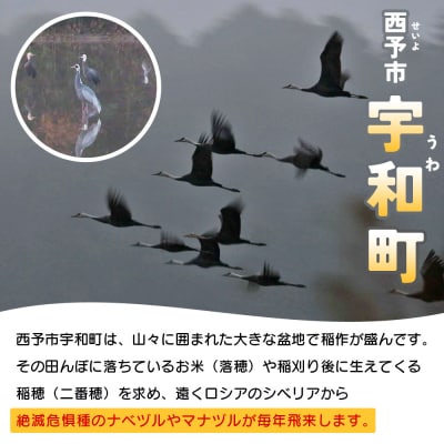 ツルの採食場観察ツアー(ツルの採食場観察のみ) つる ツル 鶴 鳥 野鳥 USB0010