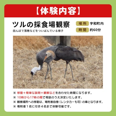 ツルの採食場観察ツアー(ツルの採食場観察のみ) つる ツル 鶴 鳥 野鳥 USB0010