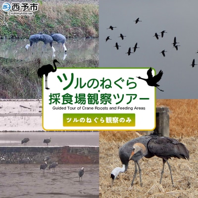 ツルの採食場観察ツアー(ツルのねぐら観察のみ) つる ツル 鶴 鳥 野鳥 USB0011