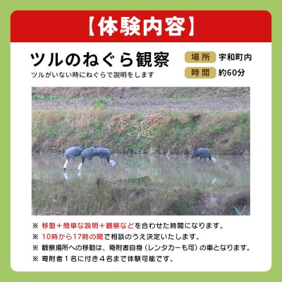 ツルの採食場観察ツアー(ツルのねぐら観察のみ) つる ツル 鶴 鳥 野鳥 USB0011