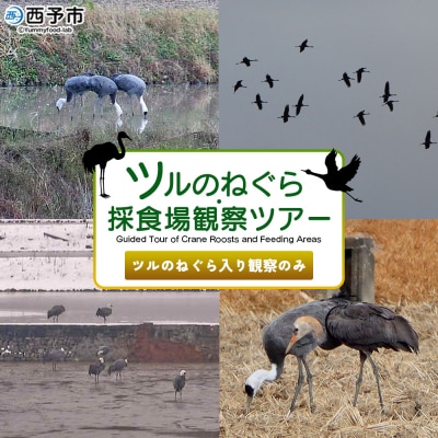 ツルの採食場観察ツアー(ツルのねぐら入り観察のみ) つる 鶴 鳥 野鳥 USB0012