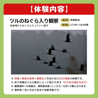 ツルの採食場観察ツアー(ツルのねぐら入り観察のみ) つる 鶴 鳥 野鳥 USB0012