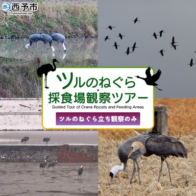 ツルの採食場観察ツアー(ツルのねぐら立ち観察のみ) つる 鶴 鳥 野鳥 USB0013