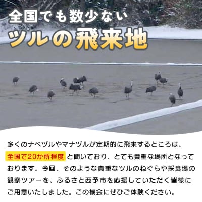 ツルの採食場観察ツアー(ツルのねぐら立ち観察のみ) つる 鶴 鳥 野鳥 USB0013