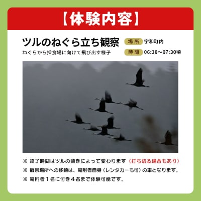 ツルの採食場観察ツアー(ツルのねぐら立ち観察のみ) つる 鶴 鳥 野鳥 USB0013