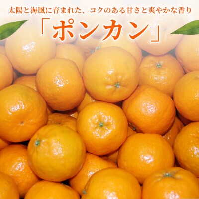 <秀品 ポンカン (M～Lサイズ) 約5kg>蜜柑 ミカン みかん 果物 丸二青果