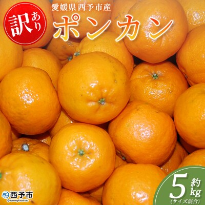 <訳あり ポンカン (サイズ混合) 約5kg丸二青果蜜柑 ミカン みかん 果物