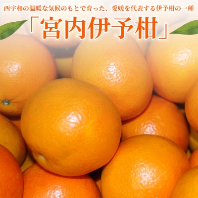 <秀品 伊予柑 (L～2Lサイズ) 約10kg>蜜柑 ミカン みかん 果物　丸二青果