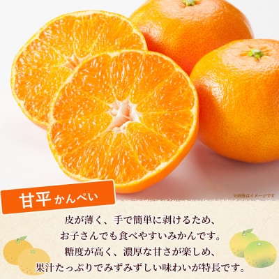 <秀品 甘平 (L～3Lサイズ) 約5kg>蜜柑 ミカン みかん 果物 柑橘 かんぺい 丸二青果