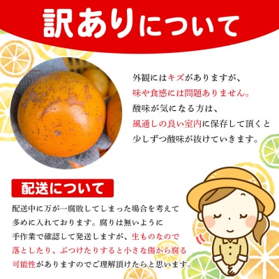 <木下さんちのせとか 訳あり 約3kg(S～3L大中小混み) 木下農園 >